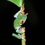 Red-eyed Leaf Frog